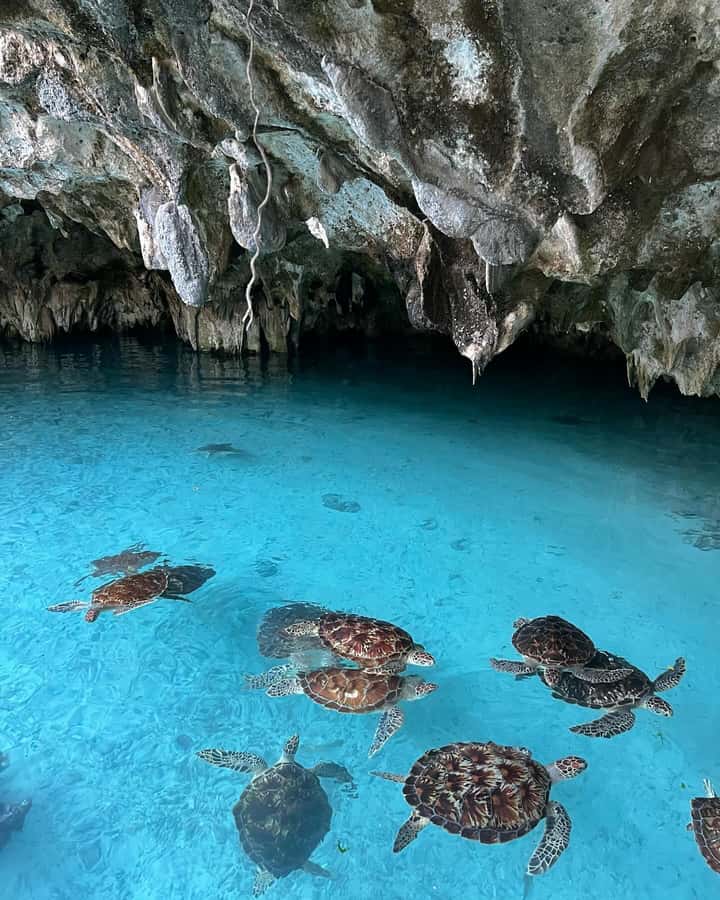 SWIMMING WITH TURTLES AT SALAAM CAVE AT KIZIMKAZI ZANZIBAR - Language experience: guides may speak several languages, but drivers can vary