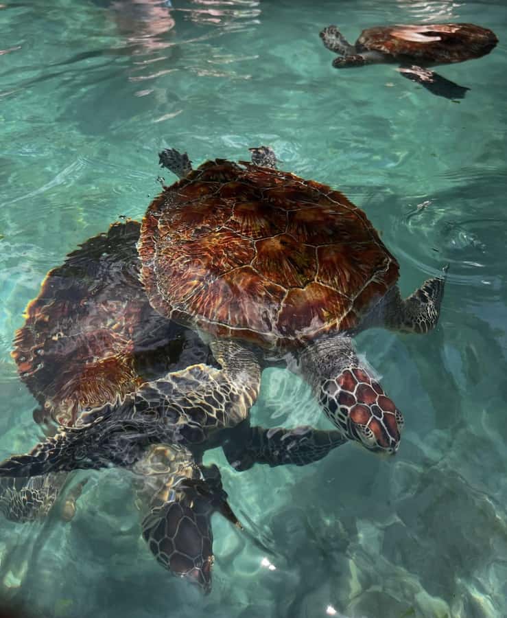 SWIMMING WITH TURTLES AT SALAAM CAVE AT KIZIMKAZI ZANZIBAR - Salaam Cave aquarium and guided tour: your orientation time