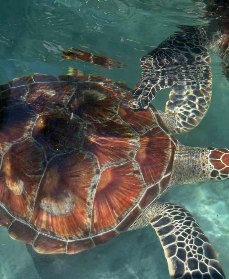 SWIMMING WITH TURTLES AT SALAAM CAVE AT KIZIMKAZI ZANZIBAR - Swimming time: what to expect when you’re actually in the cave