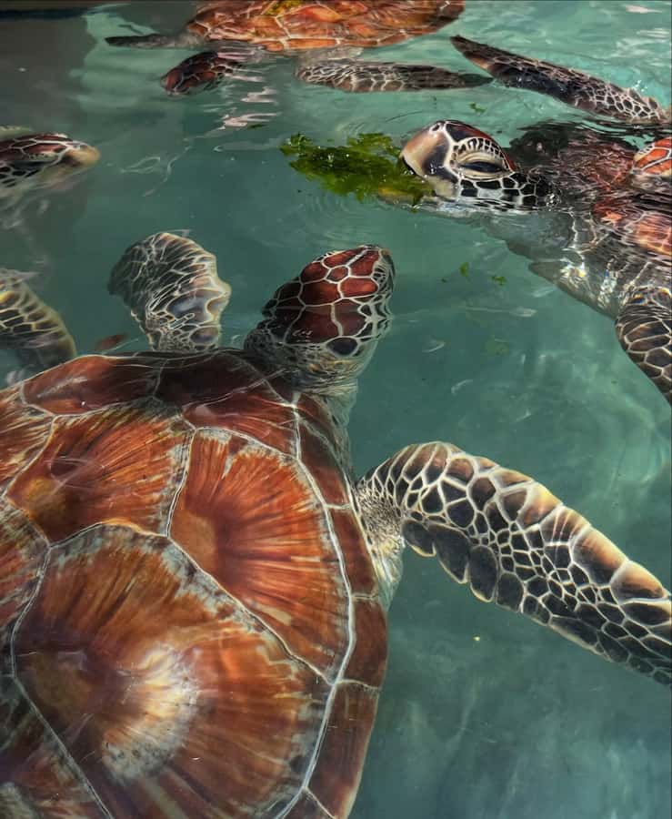 SWIMMING WITH TURTLES AT SALAAM CAVE AT KIZIMKAZI ZANZIBAR - Crowds, entry flow, and the smart move: arrive early