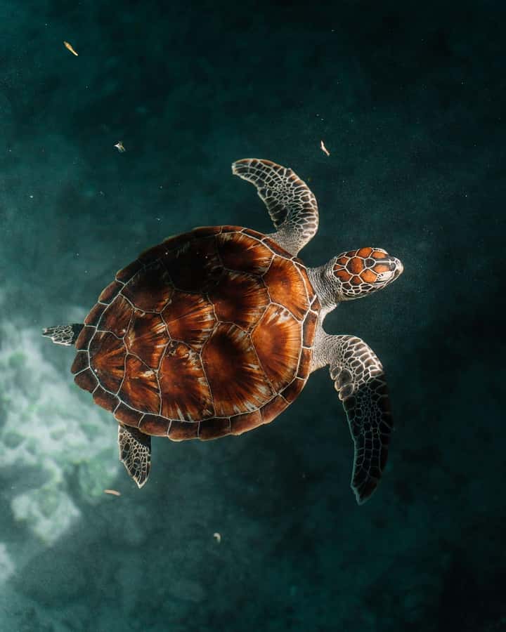 SWIMMING WITH TURTLES AT SALAAM CAVE AT KIZIMKAZI ZANZIBAR - Safety and animal etiquette: turtles can bite