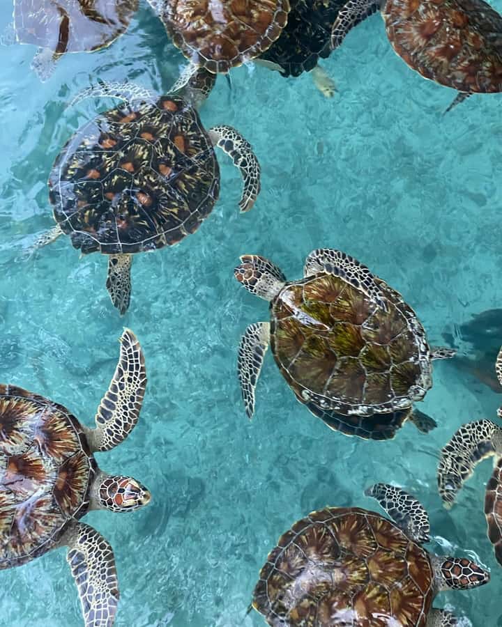 SWIMMING WITH TURTLES AT SALAAM CAVE AT KIZIMKAZI ZANZIBAR - Price and value: what $50 buys you in real terms