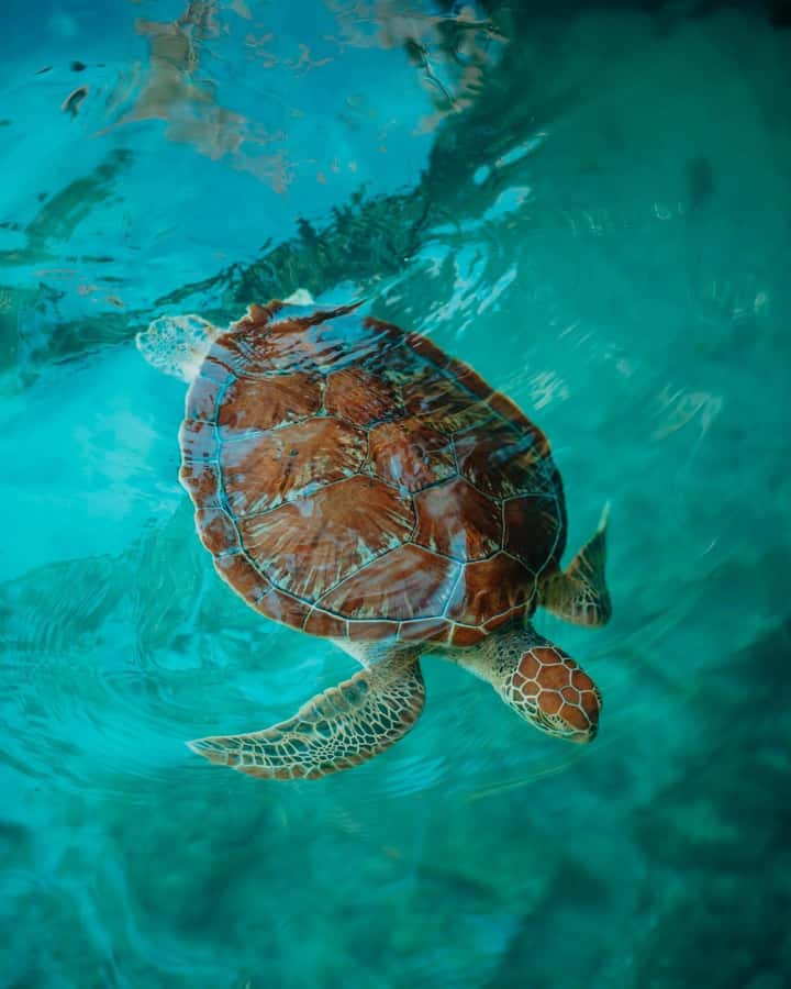 SWIMMING WITH TURTLES AT SALAAM CAVE AT KIZIMKAZI ZANZIBAR - The conservation story inside the cave (and why it’s worth your time)