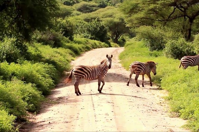 Tanzania 4 Days 3 Nights Budget camping safari to Serengeti and Ngorongoro - Day 2 game drives: morning and afternoon in migration country