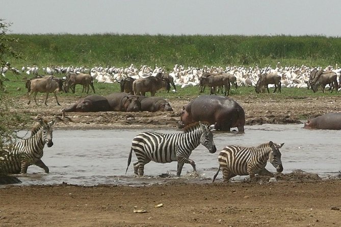 Tanzania 4 Days 3 Nights Budget camping safari to Serengeti and Ngorongoro - Serengeti Hippo Pool: a small detour with big payoff