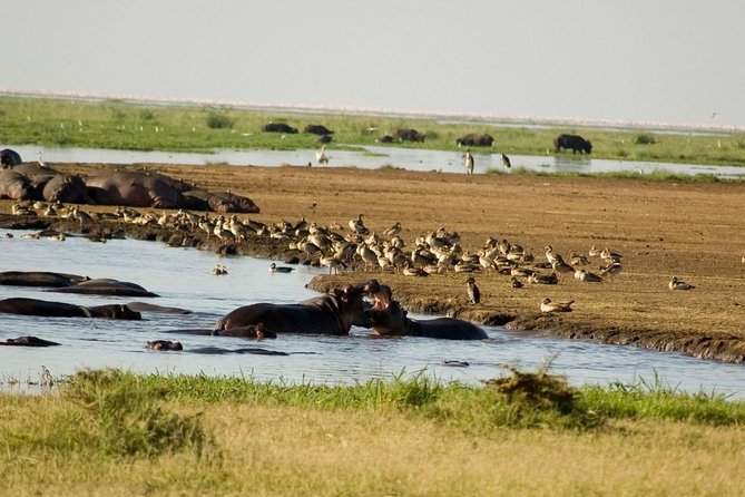Tanzania 4 Days 3 Nights Budget camping safari to Serengeti and Ngorongoro - Day 3 travel to Ngorongoro rim: the shift from plains to crater world