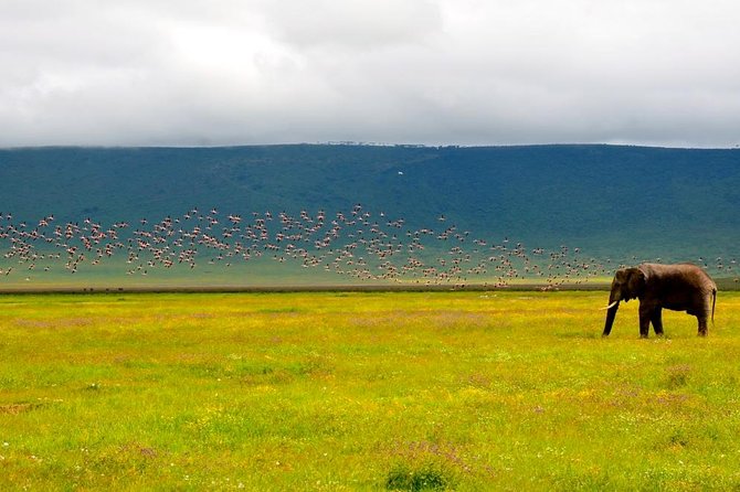 Tanzania 4 Days 3 Nights Budget camping safari to Serengeti and Ngorongoro - Ngorongoro Crater floor: how the full day shapes your viewing