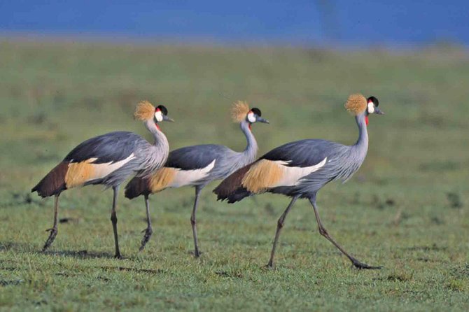 Tanzania 4 Days 3 Nights Budget camping safari to Serengeti and Ngorongoro - Seronera campsite reality check: what camping means here