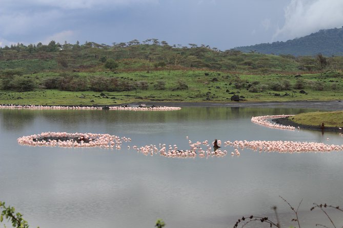 Tanzania - Arusha NP - Private Guided 4x4 Safari - Game Drive & Walking - Key highlights to look forward to