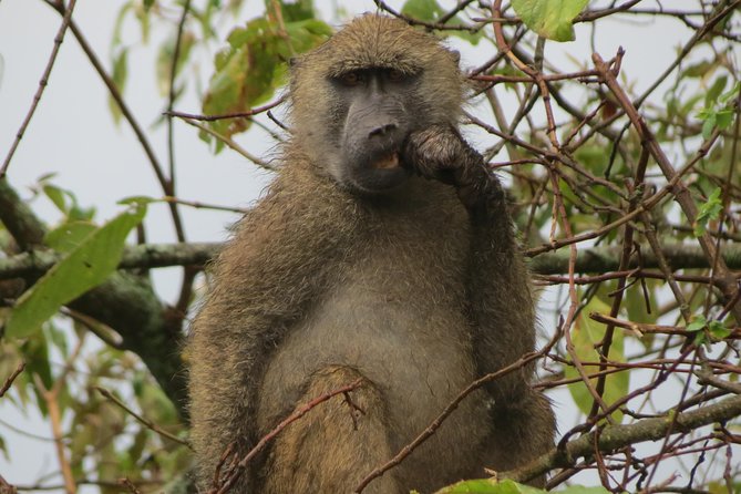 Tanzania - Arusha NP - Private Guided 4x4 Safari - Game Drive & Walking - Private open-roof 4x4: why the ride matters