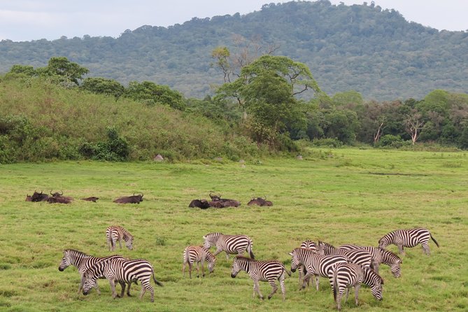 Tanzania - Arusha NP - Private Guided 4x4 Safari - Game Drive & Walking - Momella lakes and seasonal flamingos