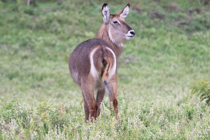 Tanzania - Arusha NP - Private Guided 4x4 Safari - Game Drive & Walking - Walking safari with an armed ranger: the grounded view