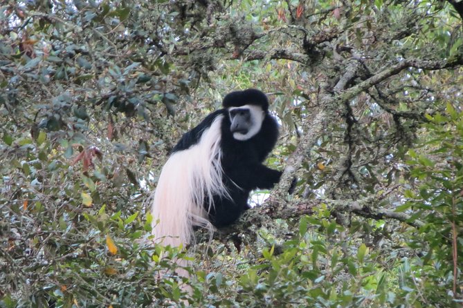 Tanzania - Arusha NP - Private Guided 4x4 Safari - Game Drive & Walking - Price and value for a private 8-hour day in Arusha
