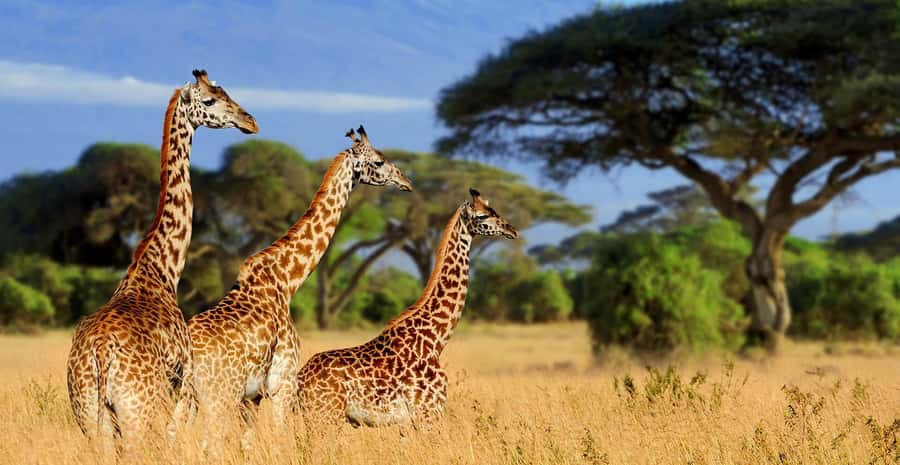 Tanzania: Big 5 Tour - Key Highlights You Should Care About