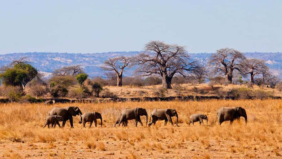 Tanzania: Big 5 Tour - Tarangire National Park Starts Your Big-Game Story