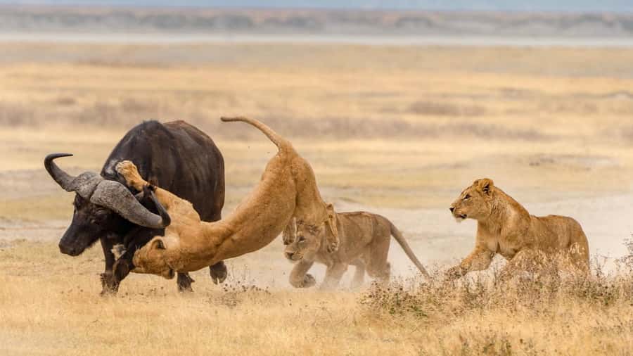 Tanzania: Big 5 Tour - Tarangire Plus Ngorongoro: The Smart Value Combo for 2 Days
