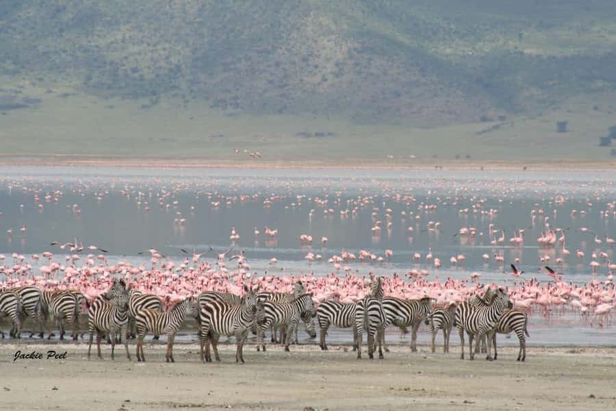 Tanzania: Big 5 Tour - Rules on Safari: What You Must Not Do