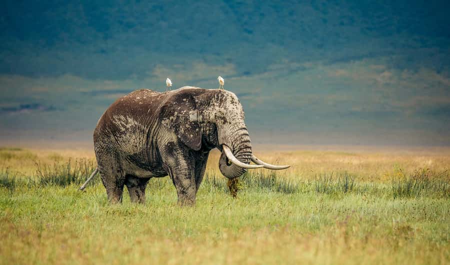 Tanzania: Big 5 Tour - Who This 2-Day Big 5 Tour Fits Best