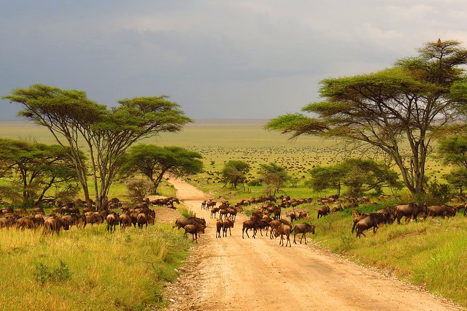 Tanzania Classic - 7 Days - The Rift Valley Road to Serengeti, Plus That Feeling of Distance
