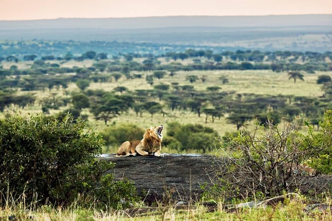 Tanzania Classic - 7 Days - Serengeti Morning Light, Afternoon Scanning, and Multiple Shots at the Same Stars