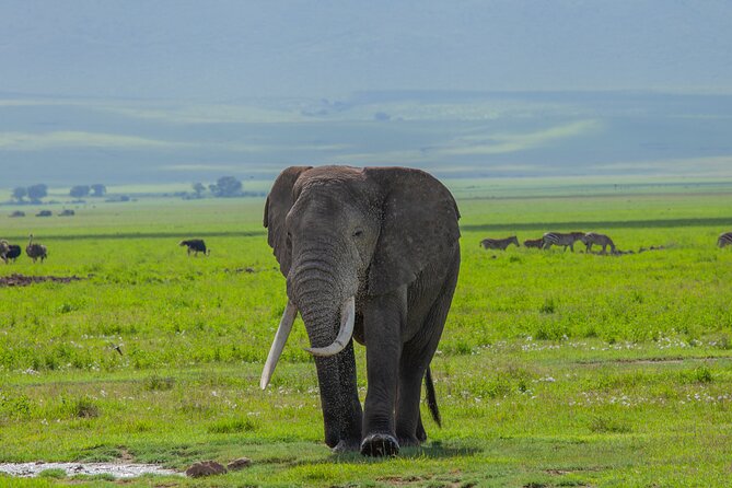 Tanzania Classic Safari 3 Days / 2 Nights - Your guide and vehicle: the human factor behind a great safari