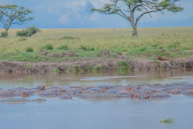 Tanzania Classic Safari 3 Days / 2 Nights - Should you book this Tanzania classic 3 day safari?