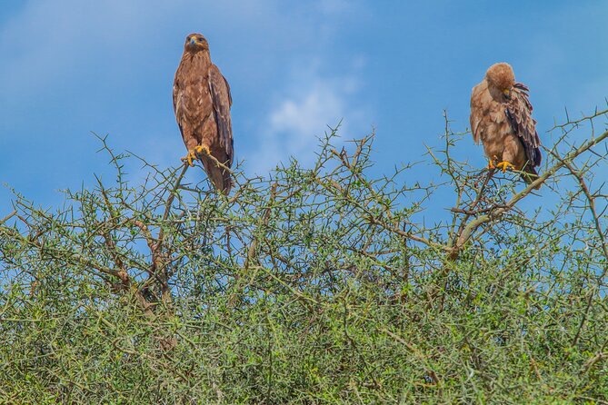 Tanzania Classic Safari 3 Days / 2 Nights - Tarangire National Park: herds, water holes, and a Karatu hotel reset