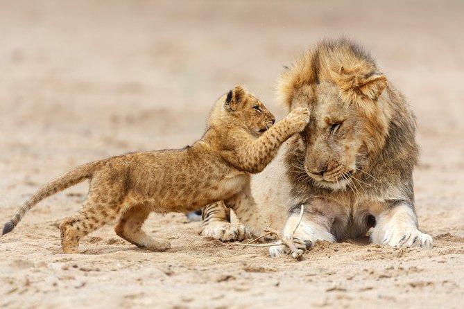 Tanzania Classic Safari - 7 Days - Serengeti time built for Great Migration chances