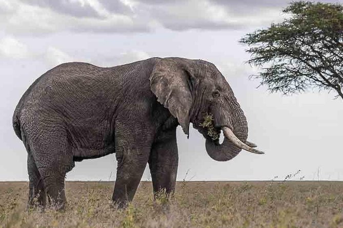 Tanzania Classic Safari - 7 Days - Sunrise safaris in Serengeti, when sightings feel most intense