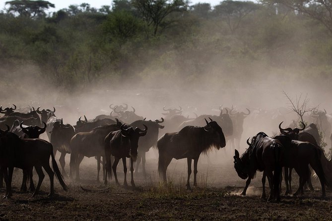 Tanzania Classic Safari - 7 Days - Ngorongoro Crater descent and Big Five odds, plus rhino focus
