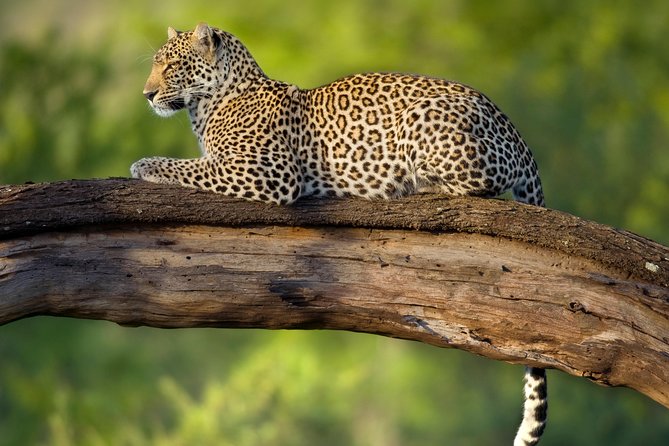 Tanzania Classic Safari - 7 Days - Mto wa Mbu as your last-day reset, with add-ons