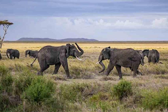 Tanzania Classic Safari - 7 Days - Price and value: what $8,900 actually covers