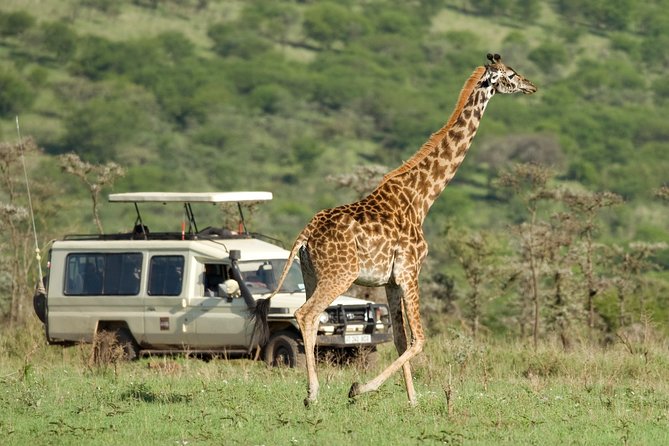 Tanzania Classic Safari - 7 Days - Tarangire National Park for elephants and baobab “wow” moments