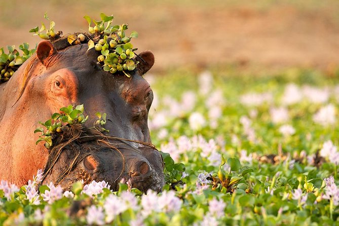Tanzania Enticing Explorations - 6 Days - Price and value: what you actually get for $3,341.18 per person