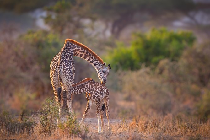 Tanzania Enticing Explorations - 6 Days - Lake Manyara: a good first safari day without trying too hard