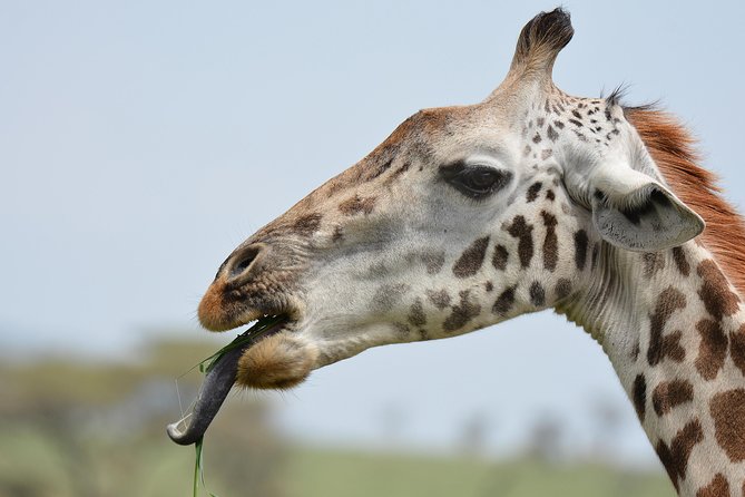 Tanzania Experience Safari and Tours - Olduvai Gorge as your mental warm-up before the Serengeti