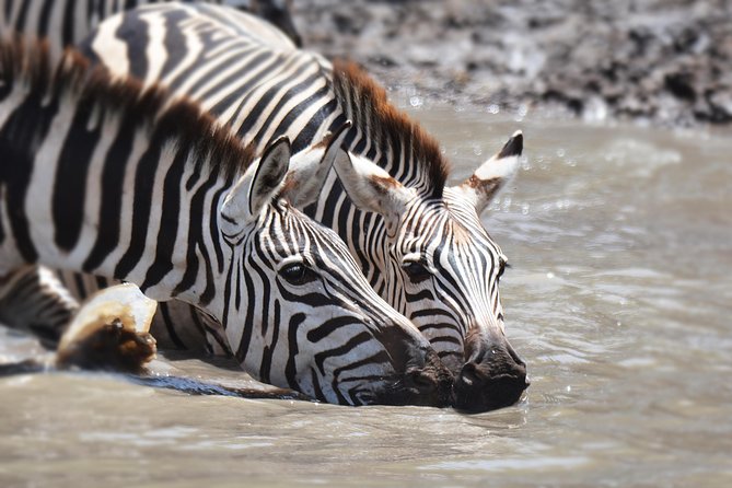 Tanzania Experience Safari and Tours - 06:00 crater descent: why Ngorongoro feels like a wildlife arena