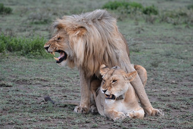 Tanzania Experience Safari and Tours - Roof-hatch Land Cruisers and why it matters to your photos and comfort