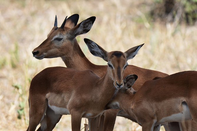 Tanzania Experience Safari and Tours - The real magic is the guide, and Vincent’s name shows up for a reason