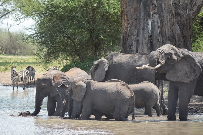 Tanzania Experience Safari and Tours - A full Serengeti game-drive day, not a half-day photo sprint