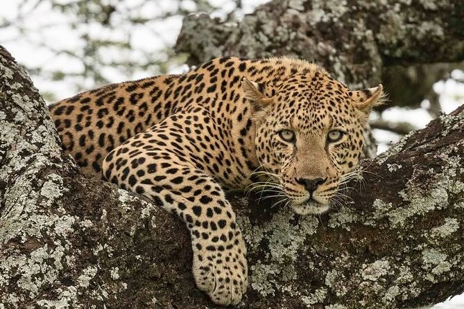 Tanzania Luxury Safari - First night in Arusha, then straight into safari mode