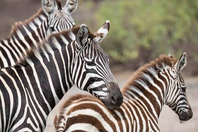 Tanzania Luxury Safari - Karatu wrap-up, a calmer final landing