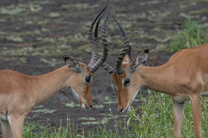 Tanzania Luxury Safari - The vehicle perks that make luxury feel real