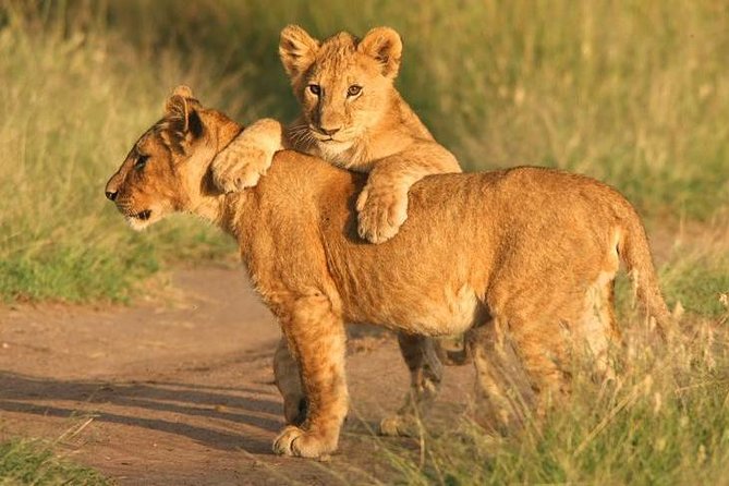Tanzania Safari 10 Days- Serengeti, Lake Manyara, Ngorongoro Crater. - The Route: Wildlife First, Then Real Culture, Without Feeling Rushed