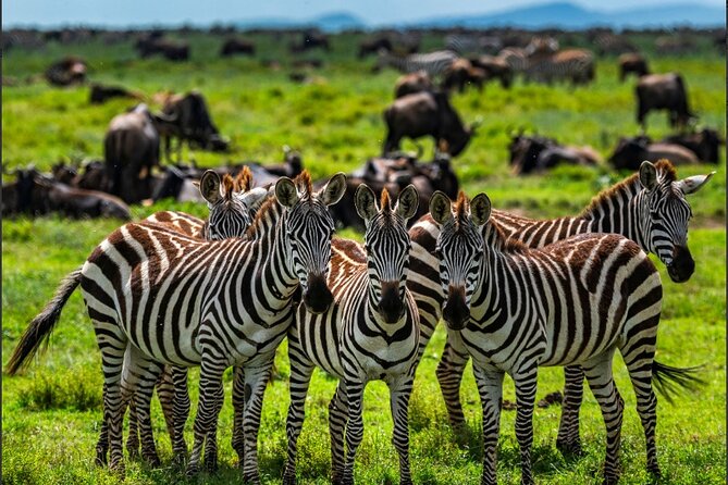Tanzania Safari and Kilimanjaro Climb Multi-Day Experience - Arusha Arrival: A Calm Start Before the Wild