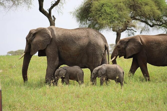 Tanzania Safari and Kilimanjaro Climb Multi-Day Experience - Heart of Africa Lodge in Arusha: Comfort That Helps You Keep Moving