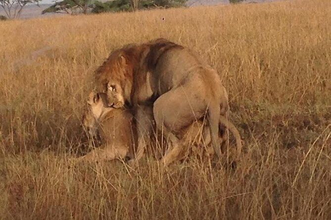 Tanzania Safari and Kilimanjaro Climb Multi-Day Experience - Kilimanjaro Trek Days: How to Think About Pace, Safety, and Comfort