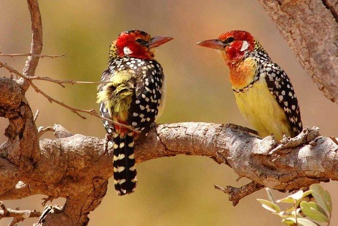 Tanzania Safari Join Group - Arusha start day: meeting point, pickup, and first timing check