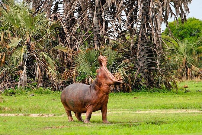 Tanzania Safari Join Group - Serengeti Days 2-4: staying on the circuit with real time in the park