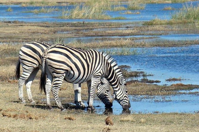 Tanzania Safari Join Group - Lake Manyara on Day 6: forest monkeys, elephants in shade, and hippo country vibes